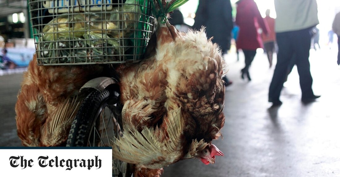 China hat den ersten bekannten Fall des H3N8-Stammes der Vogelgrippe beim Menschen bestätigt, aber die Gesundheitsbehörden sagen, dass das Risiko einer weit verbreiteten Übertragung unter Menschen gering ist. Es ist bekannt, dass H3N8 seit 2002 zirkuliert, nachdem es erstmals bei nordamerikanischen Wasservögeln aufgetreten war. Es ist bekannt, dass es Pferde, Hunde und Robben infiziert, wurde aber bisher nicht beim Menschen nachgewiesen. Chinas Nationale Gesundheitskommission sagte, ein vierjähriger Junge, der in der zentralen Provinz Henan lebt, wurde positiv auf den Stamm getestet, nachdem er Anfang dieses Monats mit Fieber und anderen Symptomen ins Krankenhaus eingeliefert worden war. Die Familie des Jungen &hellip;
