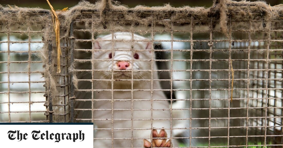 Anfang letzten Herbstes begannen tote Möwen und Basstölpel an der Küste von Galizien im Nordwesten Spaniens angespült zu werden. Sie waren Opfer der anhaltenden H5N1-Vogelgrippepandemie, die Millionen von Wild- und Zuchtvögeln auf der ganzen Welt getötet hat. Dann geschah im Oktober etwas Ungewöhnliches. Auf einer Pelzfarm nur wenige Kilometer landeinwärts von der Küste begannen Tausende von Nerzen an demselben „Vogelvirus“ zu sterben. Wissenschaftler glauben, dass die Bedingungen auf der Farm, wo Zehntausende von Tieren in dicht gedrängten Ställen gehalten werden, es dem Virus ermöglicht hatten, zu mutieren und sich zwischen ihnen auszubreiten Säugetiere. – ein Phänomen, das diese Woche auch &hellip;
