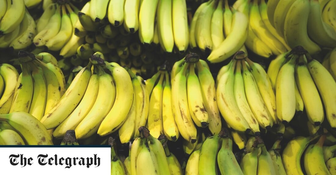 Der Louis-Prima-Hit von 1943 „Yes! Wir haben keine Bananen“ wurde zur inoffiziellen Leitmelodie für die Rationierung während des Zweiten Weltkriegs, als das Ernährungsministerium den Import der Frucht verbot, um Schiffe zu retten. Aber jetzt haben Wissenschaftler einen Weg gefunden, um sicherzustellen, dass Bananen in den Lebensmittelregalen bleiben. Die Cambridge University hat herausgefunden, wie man Bananenarten miteinander pfropfen kann, um vorteilhafte Eigenschaften wie Krankheitsresistenz zu übertragen – eine Aufgabe, die bisher für unmöglich gehalten wurde „Ich habe jahrzehntelange Forschungsberichte über Pfropfen gelesen und alle sagten, dass dies nicht möglich sei“, sagte Dr. Greg Reeves, Gates Cambridge Scholar am Department of Plant &hellip;