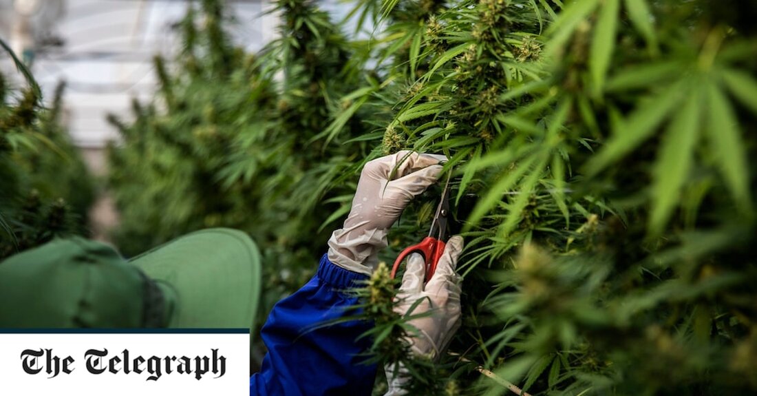 Thailand hat seine Drogengesetze hastig verschärft, nachdem ein Schritt zur Entkriminalisierung von Cannabis den Kauf für Kinder versehentlich legalisiert und landesweit zu einem enormen Anstieg seines Konsums geführt hat. Kurz nachdem das Land am 9. Juni als erstes Land in Asien den Anbau und Konsum von Cannabis in Lebensmitteln und Getränken legalisierte, begannen Unternehmen mit dem offenen Verkauf von Marihuana, mit Sorten namens „Amnesia“ und „Night Nurse“, die von einem Lastwagen in Bangkok aus angeboten wurden. Restaurants durften mit Cannabis angereicherte Gerichte in Restaurants verkaufen, und einige Thailander nutzten die sozialen Medien, um mit den von ihnen gebackenen Cannabiskuchen anzugeben. &hellip;