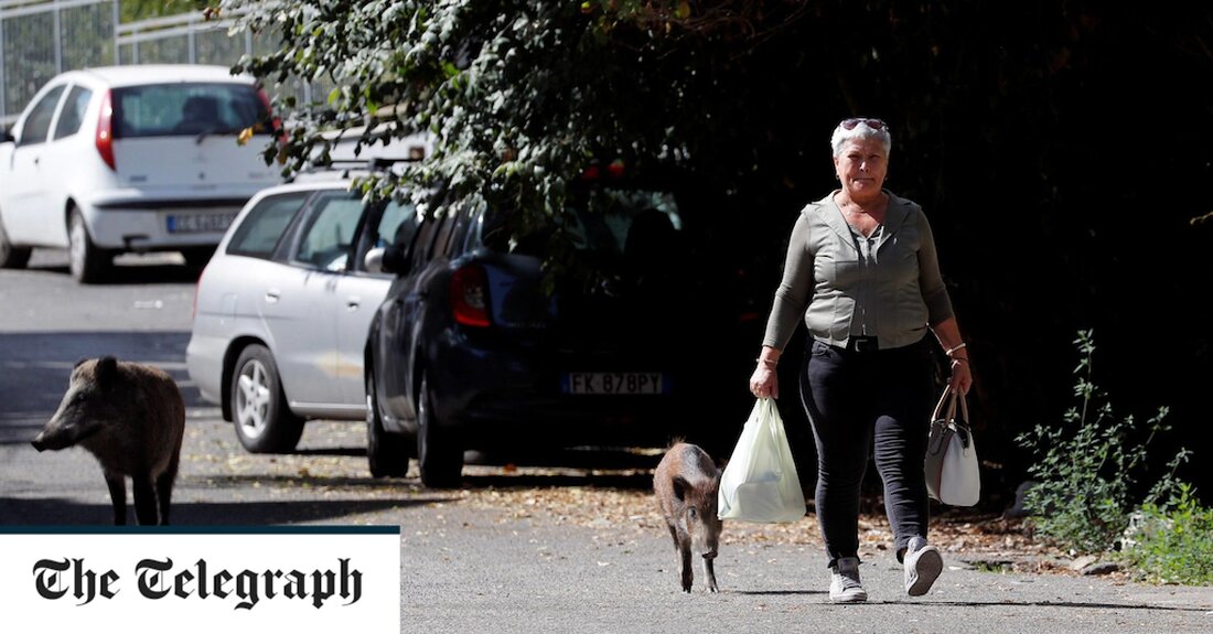 Wildschweine sind in Rom inzwischen eine solche Bedrohung, dass einige Stadtteile eine selbst auferlegte Ausgangssperre verhängen, um gefährliche Begegnungen mit den Tieren zu vermeiden. In letzter Zeit wurden in der italienischen Hauptstadt mehrere Menschen angegriffen, wobei Hundeausführer ein besonderes Ziel waren, wahrscheinlich weil die Wildschweine die Haustiere als Bedrohung ansehen. Gemeindevorsteher in mehreren Teilen Nordroms warnen die Einheimischen jetzt davor, sich spät in der Nacht aus ihren Häusern zu wagen. „In Chatgruppen für die Nachbarschaft, insbesondere von Hundebesitzern, raten wir den Menschen, nicht später als 22.30 Uhr auszugehen“, sagte Gianluca Sabino, ein Anwohner. „Jeden Tag gibt es neue Geschichten von &hellip;