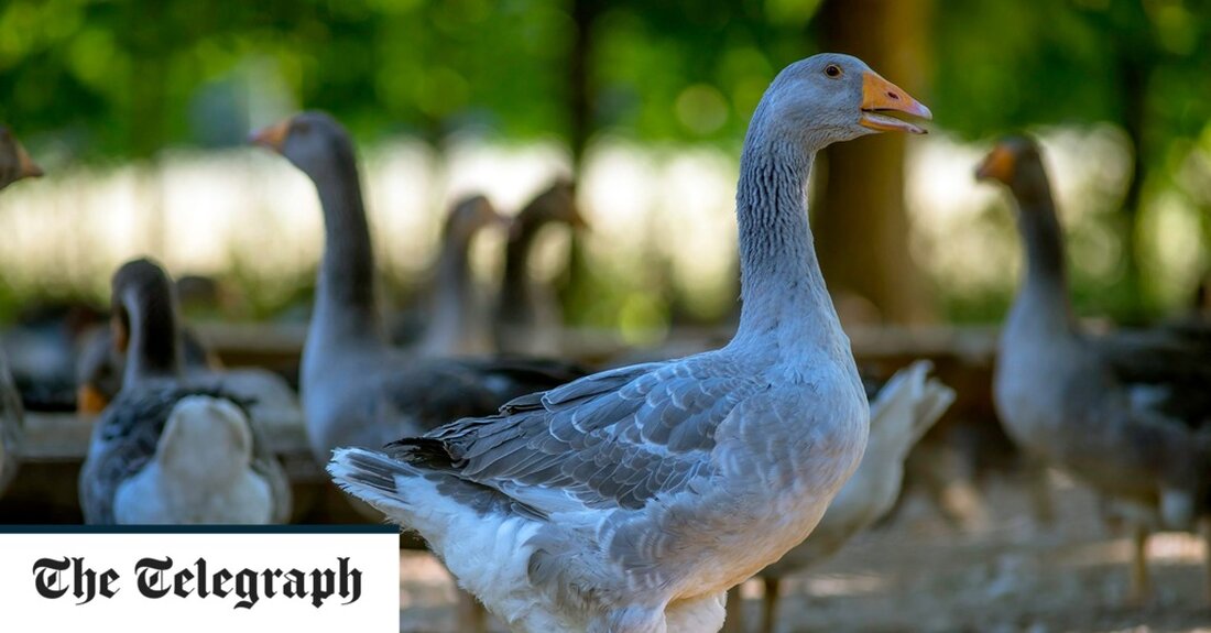 Die Vogelgrippe droht dieses Weihnachten in Frankreich zu einem Mangel an Foie Gras zu führen, nachdem die Krankheit Millionen von Geflügel im ganzen Land ausgerottet hat. Obwohl die saisonale französische Delikatesse in diesem Sommer weit von den Köpfen der Menschen entfernt sein mag, da Teile des Landes gegen extreme Hitzewarnungen kämpfen, haben die Produzenten vor der bevorstehenden Knappheit vor der festlichen Zeit gewarnt, wenn der Verzehr der Delikatesse in Restaurants und Haushalten ihren Höhepunkt erreicht Gipfel. Ab nächster Woche werden einige Produzenten im Elsass – das als historische Hauptstadt der Foie Gras in Frankreich gilt – sagen, dass die Produktion &hellip;