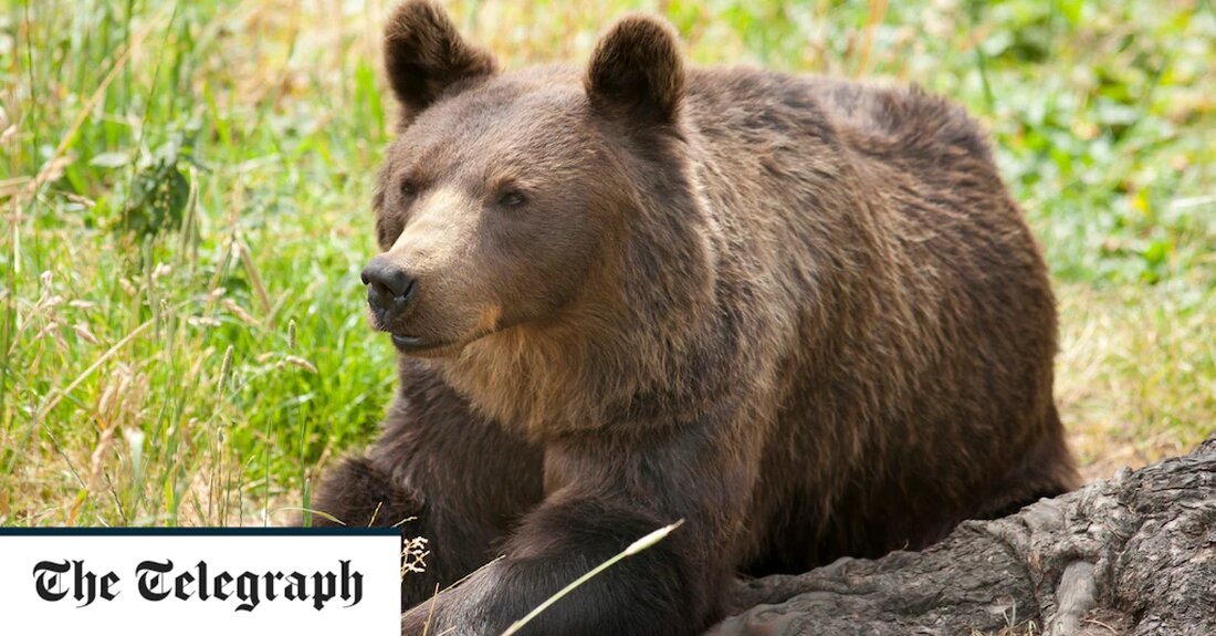 Ein wilder Bär in Italien ist fast 100 Meilen über unwegsames Gelände gelaufen, um in die Stadt zurückzukehren, aus der er verbannt wurde, nachdem er durch den Überfall auf eine Bäckerei und das Schlemmen weggeworfener Lebensmittel zu einem Ärgernis geworden war. Der rückfällige Bär wurde in den letzten Monaten zweimal aus der Alpenstadt Roccaraso in den Abruzzen in Mittelitalien vertrieben, jedoch ohne Erfolg. Die Ranger hatten gehofft, das Tier von seiner Abhängigkeit von Lebensmittelabfällen und anderen leichten Beuten im Skigebiet zu entwöhnen, insbesondere nachdem es in eine Bäckerei namens Dolci Momenti – Sweet Moments – eingebrochen war und eine große &hellip;