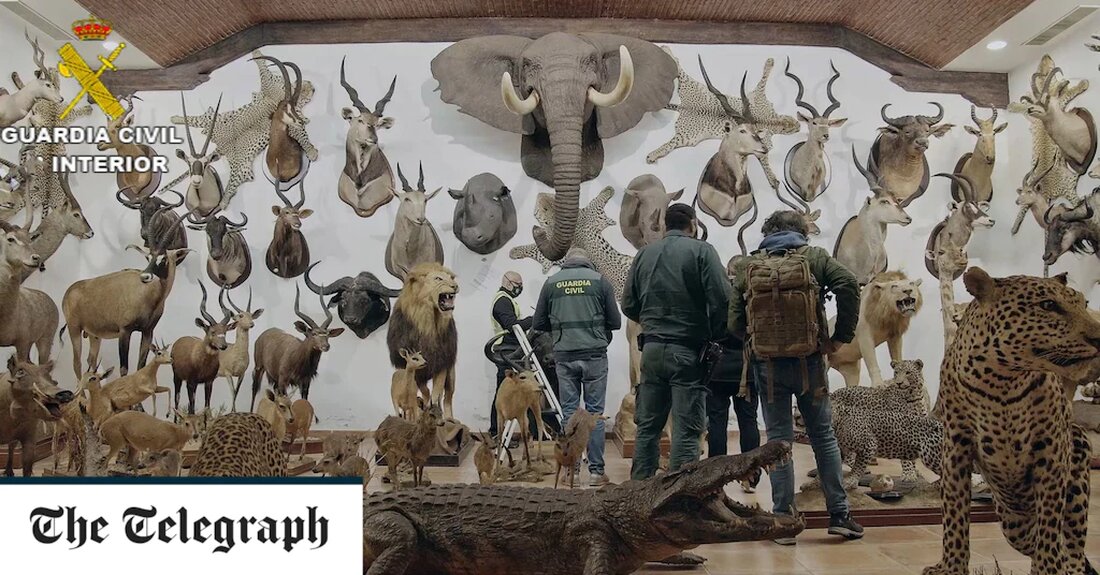Mehr als 1.000 ausgestopfte Tiere, darunter geschützte Arten, wurden in Spanien in der wohl größten Sammlung des Landes entdeckt. Die Polizei ermittelt nach der Entdeckung der privaten Taxidermie-Sammlung, deren Wert auf 24 Millionen Pfund geschätzt wird. Die Sammlung, die in zwei Lagerhäusern in Bétera, einer kleinen Stadt nördlich der östlichen Küstenstadt Valencia, gefunden wurde, umfasst 405 Arten, die nach dem CITES-Übereinkommen zum Schutz von Wildtieren klassifiziert sind. Einige der Exponate umfassen Tiere, von denen angenommen wird, dass sie ausgestorben oder kurz vor dem Aussterben stehen. Dazu gehört der Scimitar- oder Sahara-Onyx, der im Jahr 2000 von der International Union for &hellip;