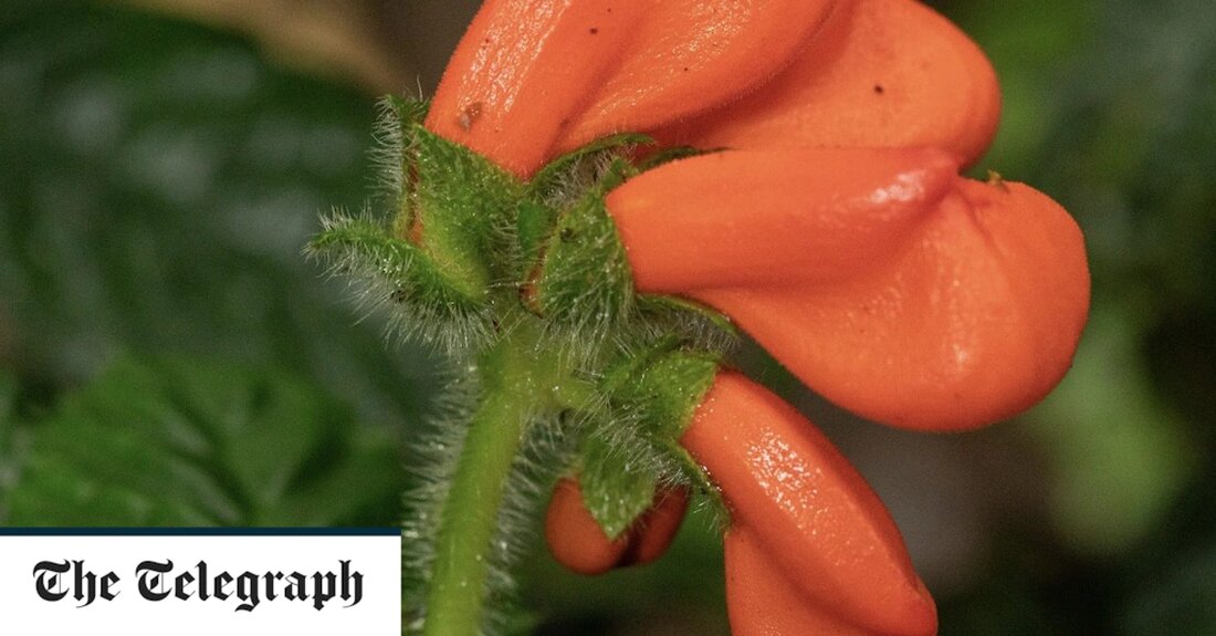 Eine seltene Wildblume, von der angenommen wurde, dass sie vor Jahrzehnten ausgestorben war, wurde nach nur wenigen Stunden Suche lebend gefunden. Botaniker waren so überzeugt, dass die südamerikanische Pflanze aufgehört hatte zu existieren, dass sie sie „Gasteranthus Extinctus“ – oder „ausgestorbene Bauchblume“ – nannten, was die Wissenschaftler dazu veranlasste, eine neue Warnung auszusprechen, Pflanzen als endgültig ausgestorben zu kennzeichnen. Experten sagen, dass die Annahme, dass Arten für immer verloren sind, die Menschen davon abhält, nach ihnen zu jagen, auch wenn sie in abgelegenen Ecken der Welt immer noch gedeihen. Die seltene kleine Blume wurde von einem Team des Chicago Field &hellip;