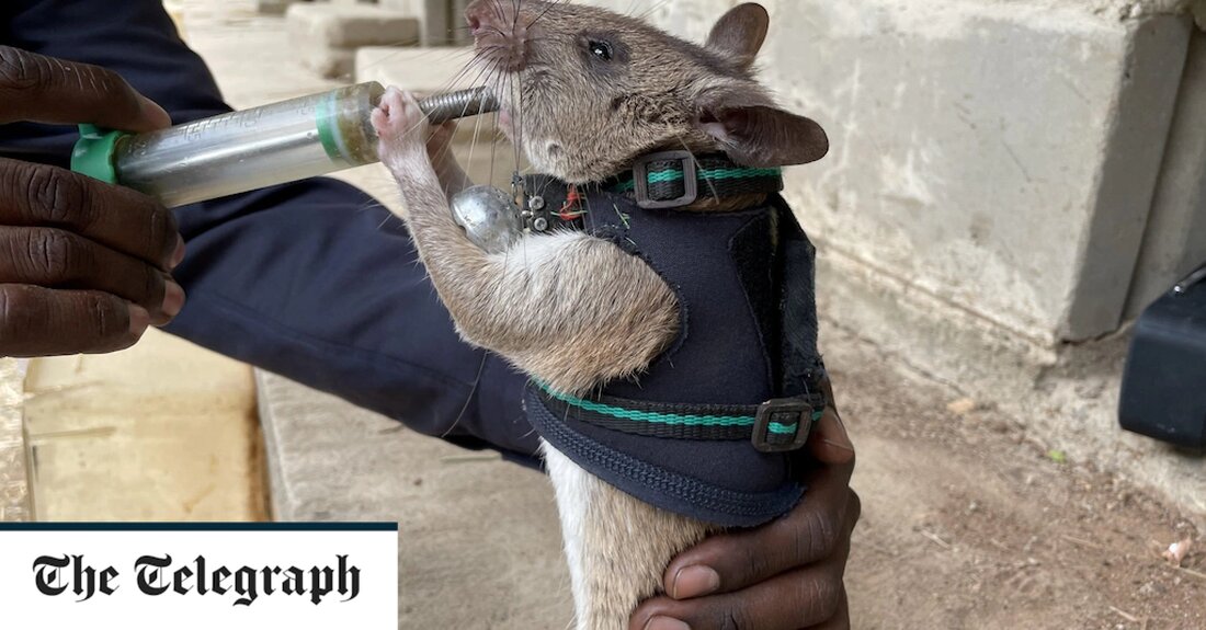Ratten werden darauf trainiert, mit winzigen Rucksäcken in Erdbebentrümmer geschickt zu werden, damit Rettungsteams mit Überlebenden sprechen können. Bisher wurden sieben Ratten trainiert, was zwei Wochen dauerte, um sie auf den neuesten Stand zu bringen. Derzeit werden Prototypen von Rucksäcken mit Mikrofon verwendet, wobei Ratten in Scheintrümmer geschickt werden. Spezielle Rucksäcke mit Mikrofonen und Videoausrüstung sowie Ortungsgeräten werden entwickelt, damit Rettungsteams bei echten Erdbeben mit Überlebenden kommunizieren können. Die Forschungswissenschaftlerin Dr. Donna Kean, 33, aus Glasgow, die an dem Projekt arbeitet, sagte: „Ratten könnten in enge Räume eindringen, um zu den in Trümmern begrabenen Opfern zu gelangen. „Wir waren noch &hellip;