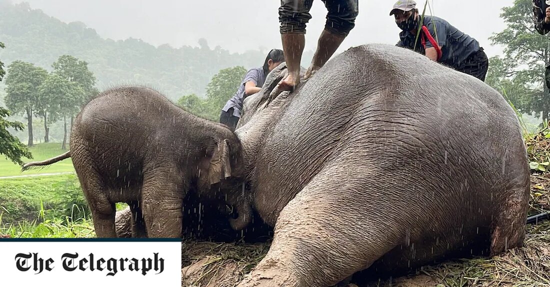 Eine gestrandete Elefantenmutter und ihr Kalb wurden aus einem Abfluss auf einem Golfplatz gerettet, bevor Tierärzte den bewusstlosen Jumbo mit HLW wiederbelebten. Das Tier und ihr Baby rutschten während eines Sturms, der das Gras in der Provinz Nakhon Nayok, Thailand, am 13. Juli schlammig und nass machte, in das 7 Fuß tiefe Loch. Wegen der sintflutartigen Monsun-Regenzeit hatten Tierärzte Mühe, das Paar zu befreien. Die verzweifelte Mutter stand auch über ihrem Kind, um zu versuchen, es zu beschützen. Freiwillige der Tierwelt beruhigten die 10-jährige Mutter, aber sie schlug mit dem Kopf an der Kante der Betonstruktur auf und schlug sie &hellip;