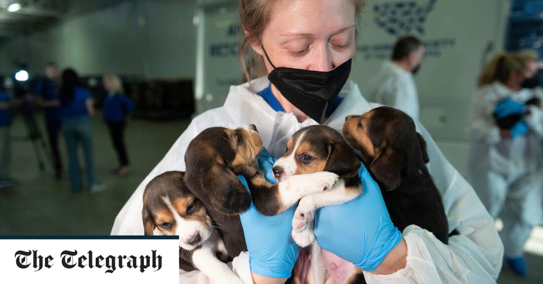 Eine große Anstrengung zur Unterbringung von Hunden ist im Gange, nachdem 4.000 Beagles aus einer Einrichtung in Virginia entfernt wurden, in der sie gezüchtet wurden, um sie an Labors für Drogenexperimente zu verkaufen. Bei einer der größten Hunderettungsaktionen in der Geschichte der USA wurden die Beagles von einem Envigo-Standort in Cumberland, Virginia, geholt, nachdem dieser nach einer Reihe von Tierrechtsverletzungen geschlossen worden war. Regierungsinspektoren stellten fest, dass dort Beagles getötet wurden, anstatt sich um leicht zu behandelnde Krankheiten zu kümmern; säugenden Beagle-Müttern wurde das Essen verweigert; das Essen, das sie erhielten, enthielt Maden, Schimmel und Fäkalien; und über einen Zeitraum &hellip;