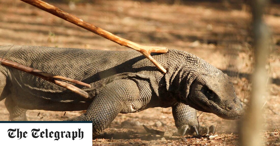 Hunderte von indonesischen Tourismusarbeitern sind in den Streik getreten, nachdem ein dramatischer Anstieg der Ticketpreise dazu geführt hatte, dass der Eintritt in ein Komodo-Drachenschutzgebiet um über 1.800 Prozent gestiegen war. Besucher müssen jetzt 3.750.000 Rupiah (206,40 £) ausgeben, um einen Blick auf die gefährdeten Tiere zu werfen, gegenüber 200.000 Rupiah (11 £) zuvor. Lokale Arbeiter sagten, der Anstieg komme einem „Selbstmord“ gleich und befürchten, dass ein Rückgang der Besucherzahlen dazu führen könnte, dass ihr Einkommen versiegt. „Das hat bei uns zu Verunsicherung geführt“, sagte Leo Embo, ein Reiseleiter, der einer von 24 örtlichen Arbeitervereinigungen angehört, die derzeit wegen der Ticketpreise &hellip;
