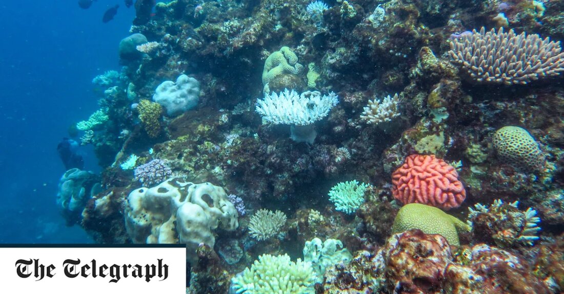 Australiens Great Barrier Reef erwacht auf bemerkenswerte Weise wieder zum Leben, nachdem es durch die Erwärmung des Wassers beschädigt wurde, wie eine neue Untersuchung ergeben hat. Das Weltkulturerbe weist derzeit die größte Korallenbedeckung seit Jahrzehnten auf. Experten warnten jedoch davor, dass das Nachwachsen größtenteils aus einer verbreiteten, schnell wachsenden, aber schwachen Gattung namens Acropora bestand, die leicht verloren gehen könnte. Acropora ist bekannt für seine verzweigten Kolonien, die Hirschgeweihen ähneln und in Dickichten wachsen können, die große Flächen in einer Vielzahl von Farben bedecken. Es spielt auch eine Schlüsselrolle beim Riffaufbau, da es einen großen Prozentsatz der Kalziumkarbonatstruktur liefert, und &hellip;