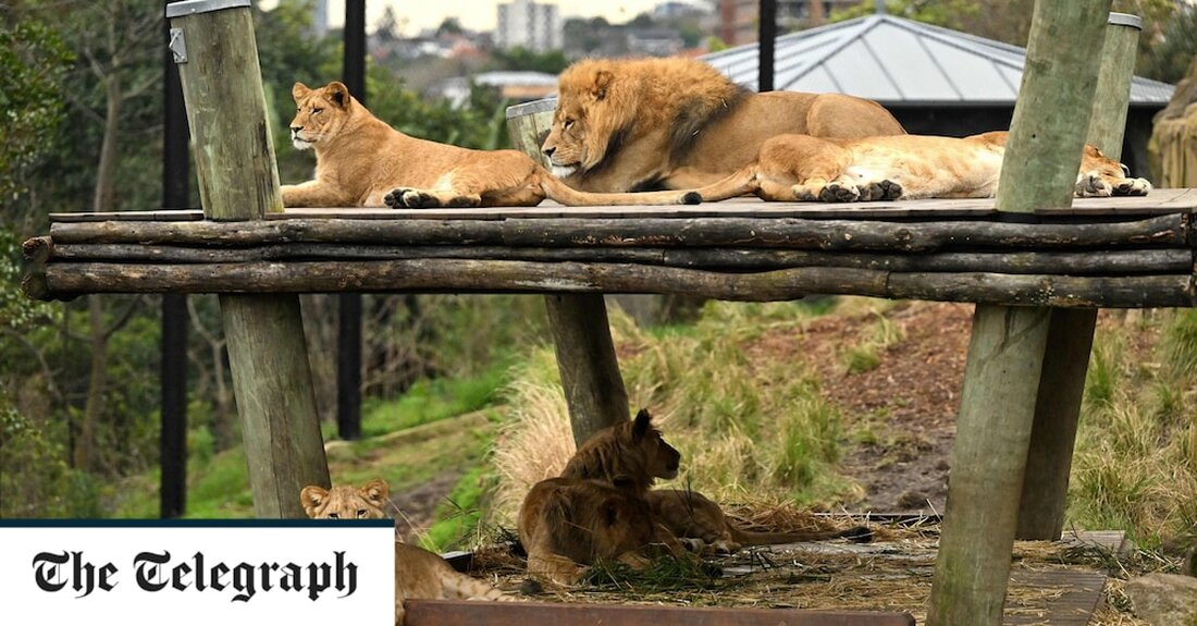 Fünf afrikanische Löwen brachen am Mittwoch aus ihrem Gehege im Taronga Zoo am Hafen von Sydney aus und lösten eine Notsperre aus, als Polizei und spezialisierte Handler sich bemühten, das Rudel zusammenzutreiben. Im gesamten Zoo, einer touristischen Attraktion, die zu dieser Zeit für die Öffentlichkeit gesperrt war, dröhnten Alarme, bevor die Löwen aufgespürt und zu ihrer Ausstellung zurückgebracht wurden. Der Geschäftsführer des Zoos, Simon Duffy, sagte Reportern, dass ein Löwenjunges betäubt werden müsse. „Dies ist ein bedeutender Vorfall und eine vollständige Überprüfung ist im Gange, um genau zu bestätigen, wie die Löwen ihre Hauptausstellung verlassen konnten“, sagte er. &#8222;Wir haben &hellip;