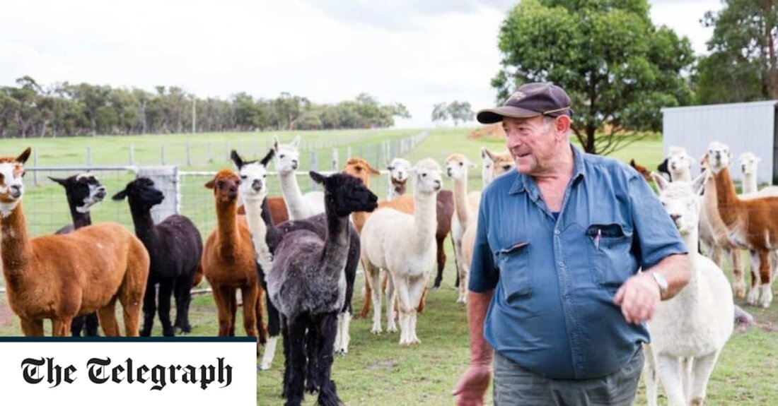 Ein älterer Mann ist an seinen Verletzungen gestorben, nachdem er in Westaustralien von einem Känguru angegriffen worden war, dem ersten Todesfall dieser Art seit mehr als acht Jahrzehnten. Die Polizei, die auf das ländliche Anwesen in Redmond in der Nähe von Albany in der südwestlichen Ecke des Bundesstaates gerufen wurde, war gezwungen, das Beuteltier zu erschießen, nachdem es die Sanitäter daran gehindert hatte, sich dem Opfer zu nähern. Der Mann, ein Alpakazüchter, soll das dreijährige Känguru als Haustier gehalten haben. Lokale Medien nannten ihn Peter Eades, 77, der 1997 das Agonis-Alpaka-Gestüt gegründet hatte. Er wurde von einem Mitglied seiner Familie &hellip;