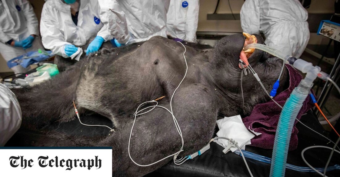 Fotos hinter den Kulissen zeigen, wie es ist, einen 181 kg schweren Gorilla aus der Nähe zu betrachten, während er während einer körperlichen Untersuchung bewusstlos lag. Koga, ein 34-jähriger westlicher Flachlandgorilla, wird alle zwei Jahre einem Gesundheits-TÜV unterzogen, um sicherzustellen, dass alles in Ordnung ist. Christan Dobosiewicz, 30, hat die Bilder von Koga aufgenommen, der seit 2007 im Buffalo Zoo in New York lebt. Er sagte: „Koga ist ein sehr guter Vater für die anderen Gorillas in unserem Zoo. Er sieht gemein aus, aber das ist seine Rolle als Beschützer. „Er ist wirklich gut im Umgang mit Torhütern und reagiert &hellip;