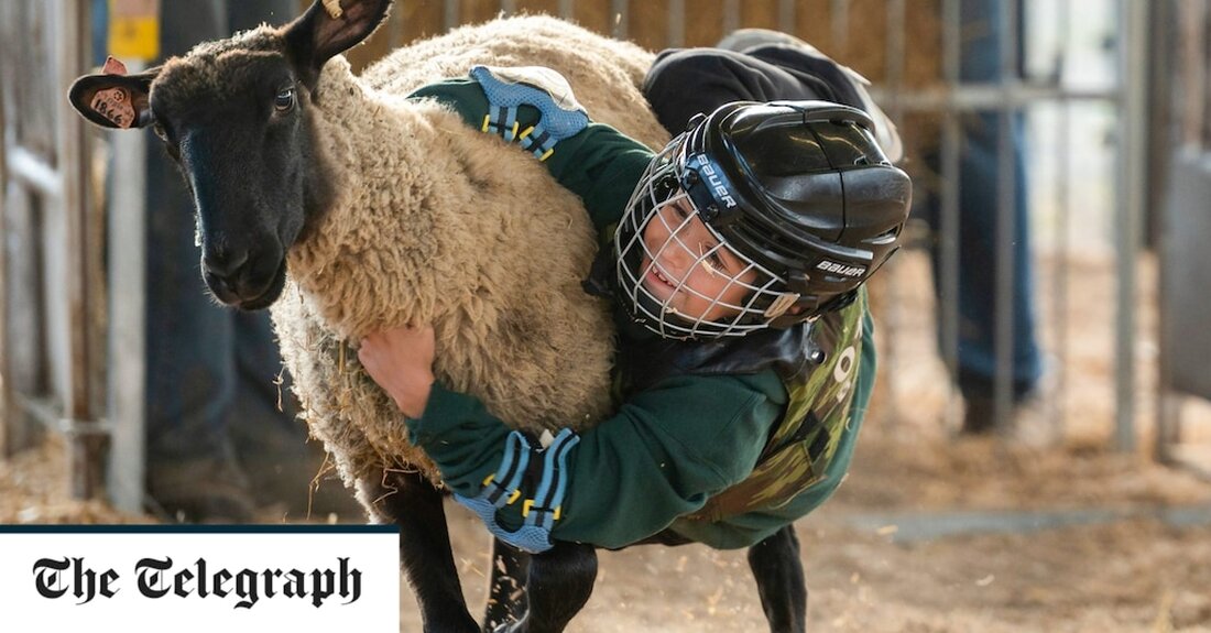 Auf einer Landwirtschaftsmesse in den USA haben sich Kinder in einem Wettbewerb um hohe Einsätze den Spießrutenlauf geleistet und sich so lange wie möglich an Schafe geklammert, bevor sie auf den Boden fallen. Der &#8222;Hammel-Bustin&#8220;-Wettbewerb fand auf der Bloomsburg Fair in Pennsylvania statt, die seit 1855 stattfindet. Rodeos in den USA veranstalten den Wettbewerb, der erstmals in den 1980er Jahren bei der National Western Stock Show registriert wurde. In diesem Fall wird ein Schaf still gehalten, während ein Kind in einer Reitposition darauf gesetzt wird, bevor das Tier freigelassen wird. Die Teilnehmer müssen zwischen 4 und 7 Jahre alt sein &hellip;