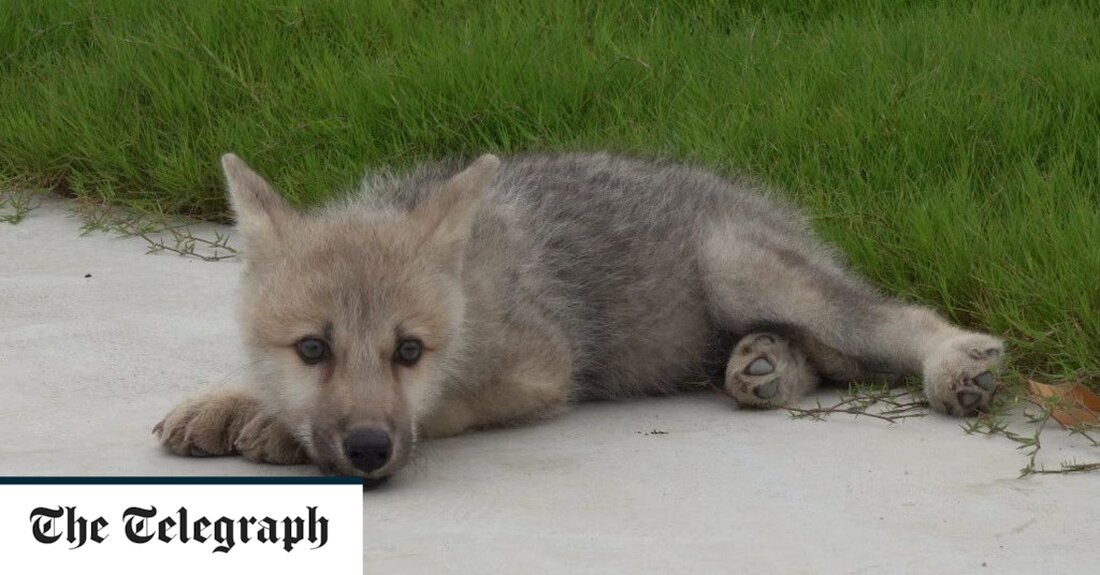 Der weltweit erste geklonte wilde Polarwolf wurde geboren, nachdem er von einem Beagle ausgetragen wurde. Nach zwei Jahren akribischer Arbeit wurde der Wolf namens Maya in einem Labor in Peking geboren, das als Meilenstein für die Erhaltung seltener und gefährdeter Arten beschrieben wurde. „Um das gefährdete Tier zu retten, haben wir 2020 die Forschungskooperation mit Harbin Polarland zum Klonen des Polarwolfs begonnen“, sagte Mi Jidong, General Manager des Unternehmens der in Peking ansässigen Sinogene Biotechnology Co. „Nach zwei Jahren mühevoller Bemühungen wurde der Polarwolf erfolgreich geklont. Es ist der erste Fall dieser Art weltweit.“ Mayas Spenderzellen stammten aus der Hautprobe &hellip;