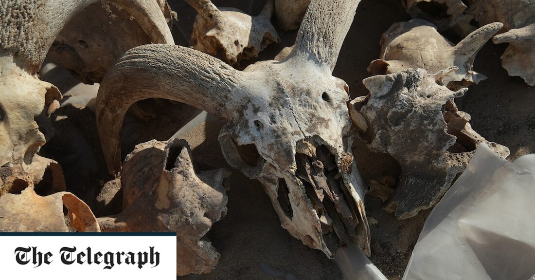 Eine ägyptische Kultglocke hat zum ersten Mal seit 2.000 Jahren geläutet, nachdem Wissenschaftler die Opferreste von 1.200 Widderschädeln entdeckt haben, die als Opfergaben für den Pharao Ramses den Großen geschlachtet wurden. Ägyptologen entdeckten bei Ausgrabungen in der altägyptischen Stadt Abydos die winzige Glocke, die noch immer läutet, die um den Hals eines der Widder gebunden war. Die Glocke war mit vier Tierköpfen geschmückt, die verschiedene Gottheiten darstellten. Der Archäologe Sameh Iskander von der New York University glaubt, dass der Fund beweist, dass die Ägypter Ramses II. noch 1.000 Jahre nach seinem Tod als Gott verehrten. Dr. Iskander sagte, die Schädel &hellip;