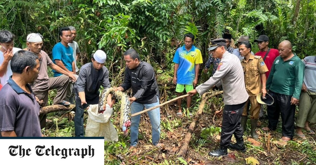 Eine indonesische Frau wurde von einer riesigen Python lebendig gefressen, nachdem sie sich in den Dschungel gewagt hatte, um Kautschuk zu sammeln. Entsetzte Einheimische schafften es, die 22 Fuß lange Schlange zu fangen und sie aufzuschneiden – darin fanden sie die unverdauten Überreste der 54-jährigen Großmutter. Jahrah, der wie viele Indonesier nur einen Namen trägt, war allein in der Provinz Jambi auf der Insel Sumatra in den Dschungel gegangen, aber nicht nach Hause zurückgekehrt. Ihre Familie machte sich Sorgen und die Dorfbewohner schickten Suchtrupps in den Wald. Zwei Tage nach ihrem Verschwinden stießen sie auf die riesige Schlange, die einen &hellip;