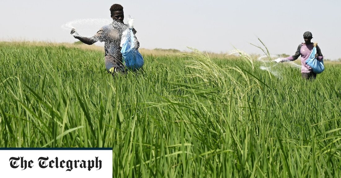Steigende Düngemittelpreise, die durch den Gaspreisanstieg in der Ukraine verursacht wurden, führen zu mehr Hunger auf der Welt als Russlands Getreideblockade und könnten zu einer zusätzlichen Million Todesfälle durch Unterernährung führen, so neue Forschungsergebnisse. Düngemittel auf Stickstoffbasis, die aus Erdgas hergestellt werden, sind im Preis sprunghaft gestiegen, da Russland die Gasexporte eingeschränkt hat und die Versorgungskosten sprunghaft angestiegen sind. Die steigenden Kosten für Düngemittel werden die weltweite Ernährungsunsicherheit weit mehr beeinträchtigen als die Auswirkungen der Blockade des Kreml auf ukrainische Getreideexporte, sagten Forscher der Universität Edinburgh. Bis zu 100 Millionen Menschen werden unterernährt bleiben, wenn die hohen Düngemittelpreise anhalten, mit &hellip;