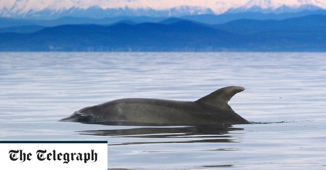 Ein Delfin hat einen Rekord für das längste Schwimmen gebrochen, nachdem er an verschiedenen Orten im Mittelmeer gesichtet wurde. Ein männlicher Großer Tümmler, bekannt als Lino oder auch Prešeren genannt, wurde im Februar 2020 vor der slowenischen Küste gesichtet und seine markante Rückenflosse fotografiert. Es war zuvor noch nie in der Region gesehen worden, aber das Team nannte das Meeressäugetier Prešeren, da es am Prešeren-Tag, einem slowenischen Nationalfeiertag, gesichtet wurde. Die Wissenschaftler der St. Andrews University, die hinter diesem Projekt stehen, entdeckten dann zufällig denselben männlichen Delfin auf einer Reihe von Fotos, die von italienischen Forschern vor der Küste einer &hellip;