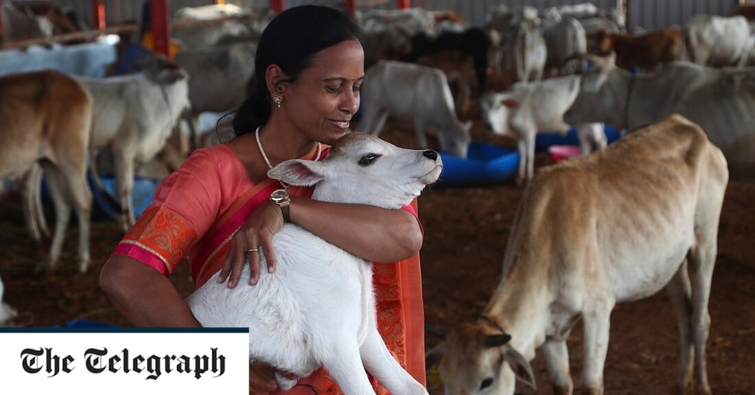 Die indische Regierung zog am Freitag ihren Appell zurück, in dem sie die Bürger aufforderte, am Valentinstag Kühe anstelle ihrer Partner zu umarmen, um die hinduistischen Werte besser zu fördern. Das Animal Welfare Board of India hatte am Mittwoch gesagt, dass „das Umarmen von Kühen emotionalen Reichtum bringen und das individuelle und kollektive Glück steigern wird“. Aber fromme Hindus, die Kühe als heilig verehren, sagen, dass der westliche Feiertag gegen traditionelle indische Werte verstößt. Der Aufruf der Regierung zum &#8222;Cow Hug Day&#8220; löste sofort nach seiner Ankündigung Kritik und Spott in der Öffentlichkeit aus. Der All India Trade Union Congress, &hellip;