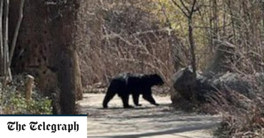 Ein „junger und abenteuerlustiger“ Andenbär vereitelte neue Sicherheitsmaßnahmen, um aus seinem Zoogehege auszubrechen und zum zweiten Mal in diesem Monat die Freiheit zu kosten. Ben, ein vierjähriger Bären-Eskapologe, wurde wieder eingefangen, nachdem er fast eine Stunde lang frei im Zoo von St. Louis in den Vereinigten Staaten umhergewandert war. Der 300 Pfund schwere „haarige Houdini“ wurde nach seinem illegalen Spaziergang, der Besucher und Mitarbeiter zwang, in den Zoogebäuden zu bleiben, betäubt. „Heute gegen 1 Uhr ist Ben wieder einmal aus seinem Freigehege herausgekommen“, teilte der Zoo mit. „Gäste und Mitarbeiter auf dem Gelände wurden schnell in verschiedene Inneneinrichtungen eskortiert, während &hellip;