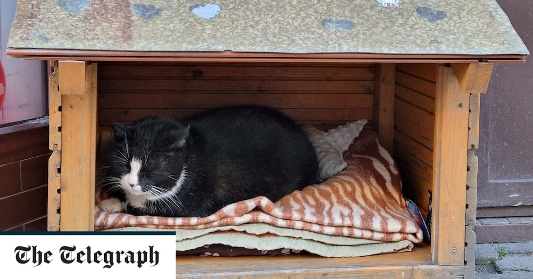 Eine fette Katze namens Gacek ist zur Top-Touristenattraktion in einer polnischen Stadt geworden, die bisher eher für ihre berühmte mittelalterliche Burg bekannt war. Die antike Stadt Stettin liegt an der Oder und nahe der deutschen Grenze und kann auf eine reiche und abwechslungsreiche Geschichte zurückblicken, die bis ins 8. Jahrhundert zurückreicht. Besucher können dort ein gotisches Rathaus, die beeindruckende St.-Jakobs-Kathedrale mit Triptychon aus dem 14. Jahrhundert und Panoramablick auf die Stadt sowie das berühmte Renaissanceschloss der Pommerschen Herzöge genießen. Aber keines dieser kulturellen Highlights kann dem Spektakel von Gacek, der Katze, das Wasser reichen – zumindest nicht laut Touristen, die &hellip;