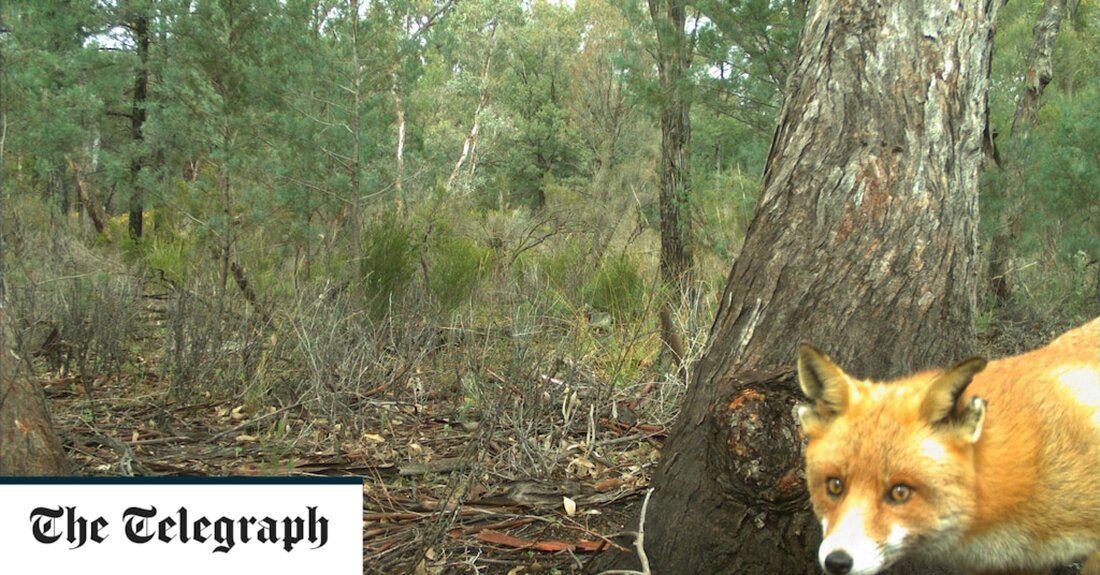 Ein schwer fassbarer Fuchs namens Rambo wurde nach fünf Jahren auf der Flucht in Australien endlich für tot erklärt, was Jäger und Naturschützer gleichermaßen frustrierte. Der Fuchs ist bei unzähligen Gelegenheiten dem Tod entronnen, als er tief im Pilliga State Forest umherstreifte, trotz Hunderten von Stunden der Jagd und Tausenden von Fallen, die gelegt wurden. Rambo, der einzige Überlebende einer Säuberung nicht heimischer Raubtiere, labte sich im Schutzgebiet von New South Wales an gefährdeten australischen Tieren. Seine Schreckensherrschaft verzögerte die Wiederansiedlung von sechs bedrohten einheimischen Arten in dem eingezäunten 5.800 Hektar großen sicheren Hafen. Wayne Sparrow, Betriebsleiter der Australian Wildlife &hellip;