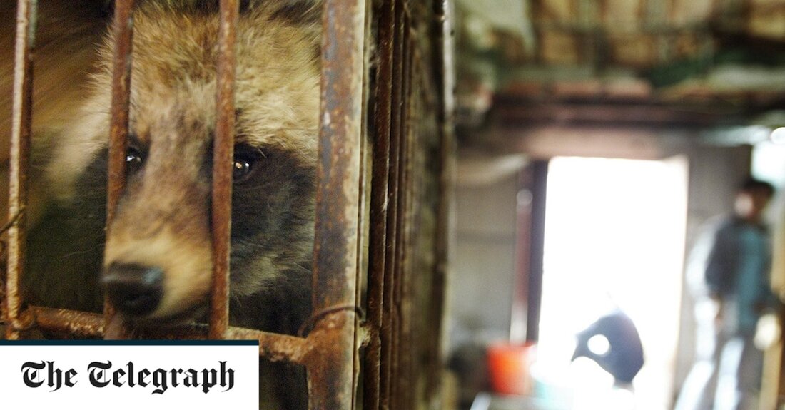 Marderhunde, die für die Covid-Pandemie verantwortlich gemacht wurden, waren nicht verantwortlich, wie eine neue Analyse nahelegt, nachdem Proben auf einem Wuhan-Markt praktisch kein Virus enthielten. Letzten Monat deutete eine umstrittene Studie darauf hin, dass die DNA von Waschbärhunden, die im Januar 2020 auf dem Huanan Seafood Wholesale Market gefunden wurde, mit Covid-19 vermischt wurde, was „starke Beweise“ dafür liefert, dass das Coronavirus von den Tieren auf den Menschen übergesprungen ist. Das Papier basierte auf Abstrichen, die von chinesischen Forschern auf dem Markt zu Beginn der Pandemie genommen und kürzlich in eine internationale Datenbank hochgeladen wurden. Die Autoren sagten, es weise &hellip;