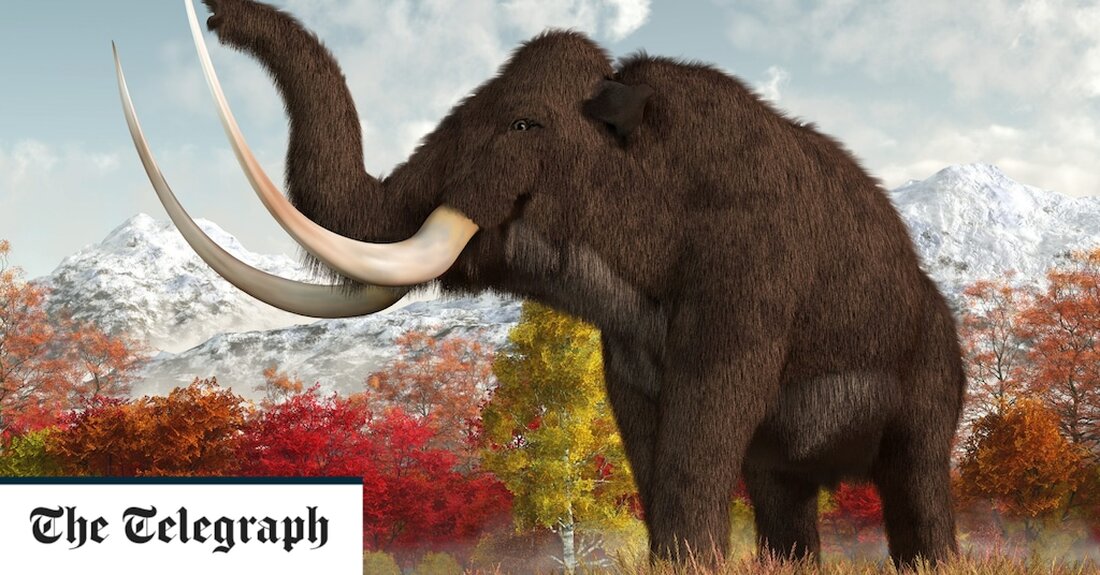 Das wollige Mammut war nicht immer so wollig, fanden Wissenschaftler heraus, nachdem sie entdeckt hatten, dass frühe Kreaturen flauschig mit großen Ohren waren. Eine neue Studie der Genome früher Mammuts, die vor etwa 700.000 Jahren lebten, im Vergleich zu jüngeren Tieren der letzten 100.000 Jahre, zeigte, dass sich ihr dickes, struppiges Fell erst später entwickelte. Es deutet darauf hin, dass sie die neuen Eigenschaften entwickelt haben, um mit raueren Klimazonen fertig zu werden. Wissenschaftler fanden auch Veränderungen in ihrem Immunsystem, die ihnen geholfen haben könnten, mit neuen Viren und Schädlingen fertig zu werden. Experten glauben, dass ihre Ohren im Laufe &hellip;