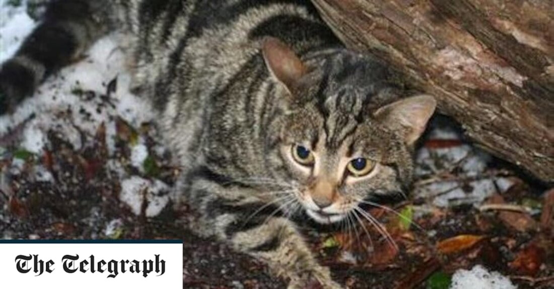 Ein Wettbewerb in Neuseeland, bei dem Kindern ein Kopfgeld für das Erschießen von Wildkatzen angeboten wurde, wurde nach einem Aufschrei abgesagt, der von Kritikern als grausam und unangemessen bezeichnet wurde. Kinder unter 14 Jahren wurden ermutigt, so viele Wildkatzen wie möglich zu töten, und hatten die Chance, einen Geldpreis von 250 NZ$ – ungefähr 125 £ – zu gewinnen. Es war das erste Mal, dass eine Kategorie für Wildkatzen in den Jagdwettbewerb aufgenommen wurde. Aber der Wettbewerb in der Region Canterbury auf der Südinsel musste abgesagt werden, nachdem die Organisatoren mit Kritik überschwemmt worden waren. Die Organisatoren des North Canterbury &hellip;