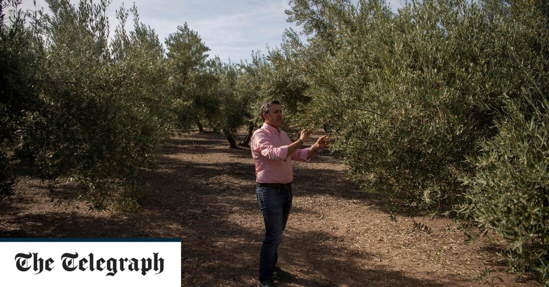 Spanien steuert auf eine Olivenkatastrophe inmitten einer beispiellosen Dürre und steigender Temperaturen zu, die die globalen Preise in die Höhe treiben. Der Niederschlag seit Oktober war in ganz Spanien um 25 Prozent niedriger als normal und in der südlichen Region Andalusiens, dem Herzen der spanischen Olivenölindustrie, um 50 Prozent niedriger als normal, wo die Stauseen zu 25 Prozent gefüllt sind. Die Situation verschlimmerte sich Ende April, als eine frühe Hitzewelle außergewöhnlich hohe Temperaturen mit sich brachte, die das Quecksilber in Südspanien auf 38,8 ° C brachten. „Dies geschah, als die Olivenbäume blühten“, sagt Rafael Pico, der Direktor von Asoliva, dem &hellip;