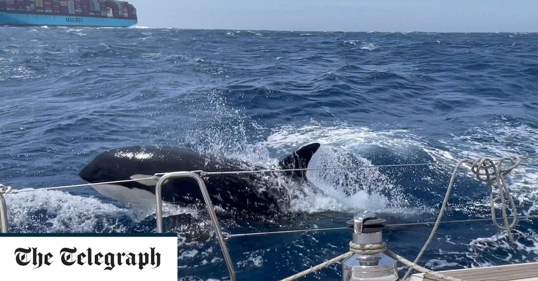 Ein rachsüchtiger Killerwal namens Gladis führt Orca-Banden in den Kampf mit Yachten rund um Gibraltar und hat in Europa bereits drei Boote versenkt. Es liest sich vielleicht wie etwas aus Moby Dick, aber in diesem Fall ist die Wahrheit seltsamer als Herman Melvilles fiktive Geschichte vom weißen Wal. Forscher gehen davon aus, dass ein weiblicher Orca namens White Gladis wild auf Rache aus ist, nachdem er durch eine Kollision mit einem Boot traumatisiert wurde oder in illegalen Fischernetzen gefangen war. Gladis&#8216; Angriffe werden nun vom Rest der Schwertwalpopulation nachgeahmt, die von ihrem Rädelsführer gelernt hat, wie man Schiffe rammt. „Kritischer &hellip;