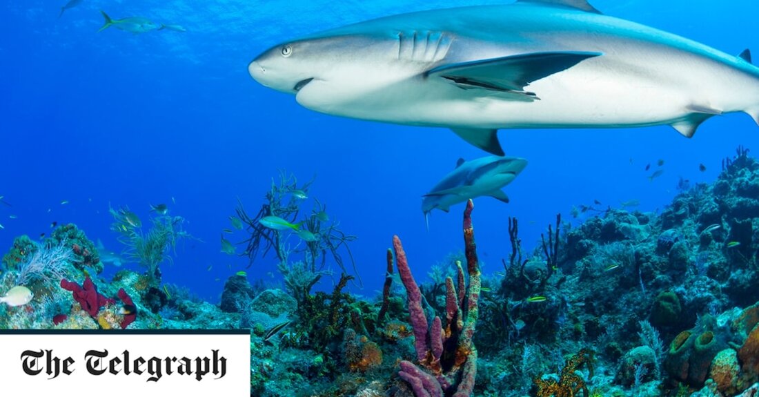 Einer Yale-Absolventin wurde während einer „feierlichen“ Reise nach Turks- und Caicosinseln beim Schnorcheln vor einer Luxusinsel der Fuß von einem Hai abgebissen. Berichten zufolge besuchte die 22-jährige Marathonläuferin aus Connecticut mit einer Freundin den karibischen Archipel, um den Meilenstein zu begehen, als sie am Mittwoch angegriffen wurde. Das Paar schwamm während einer privaten Bootstour am Grace Bay Beach, einem weißen Sandstrand, der oft als einer der besten Strände der Welt gilt, als sie von einem vermutlich karibischen Riffhai gebissen wurde. Der Kapitän des Bootes soll ins Wasser gesprungen sein, um die Frau zu retten. Er legte eine Aderpresse an ihrem &hellip;