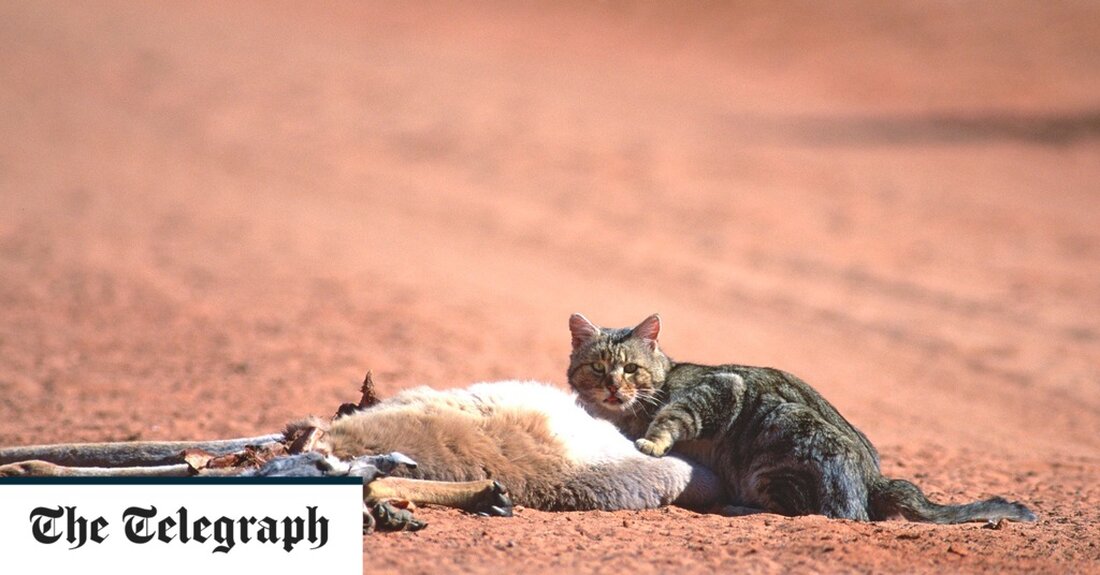 Australische Behörden jagen Wildkatzen mit Lasern, um sie mit einer tödlichen, giftigen Flüssigkeit zu bespritzen – ein radikaler Plan zur Reduzierung der Population. Wildkatzen sind für den Tod von Millionen einheimischer Tiere im Busch verantwortlich, von seltenen Beuteltieren wie Numbats und Beuteltieren bis hin zu Reptilien und Vögeln. Sie haben schätzungsweise 27 Arten zum Aussterben gebracht und stellen eine Bedrohung für 100 überlebende einheimische Arten dar, insbesondere kleine Beuteltiere und bodenlebende Vögel. Das tödliche neue Gerät verwendet Laser, um das Profil einer Wildkatze zu identifizieren, um nicht versehentlich ein einheimisches Tier anzugreifen. Die kastenförmige Maschine, Felixer Grooming Trap genannt, bespritzt &hellip;