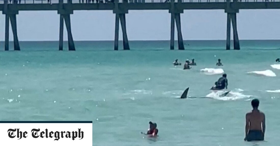 Am Feiertagswochenende des 4. Juli wurden vor der Küste von New Yorks Long Island vier Menschen von Haien angegriffen. Das Schwimmen vor der Küste eines der Strände der Insel war während der Pause vorübergehend verboten, nachdem Drohnen in nahegelegenen Gewässern rund 50 Haie gesichtet hatten. Schwimmern wurde empfohlen, nach der Wiedereröffnung des Strandes in Ufernähe zu bleiben. Die Hai-Angriffe am Wochenende erhöhten die Zwei-Jahres-Zahl für den Bundesstaat New York auf 13, mehr als in den letzten 175 Jahren gemeldet, so eine Studie des Atlantic Shark Institute. Flut von Angriffen Die ersten beiden Angriffe ereigneten sich am Montagabend, als ein 15-jähriger &hellip;
