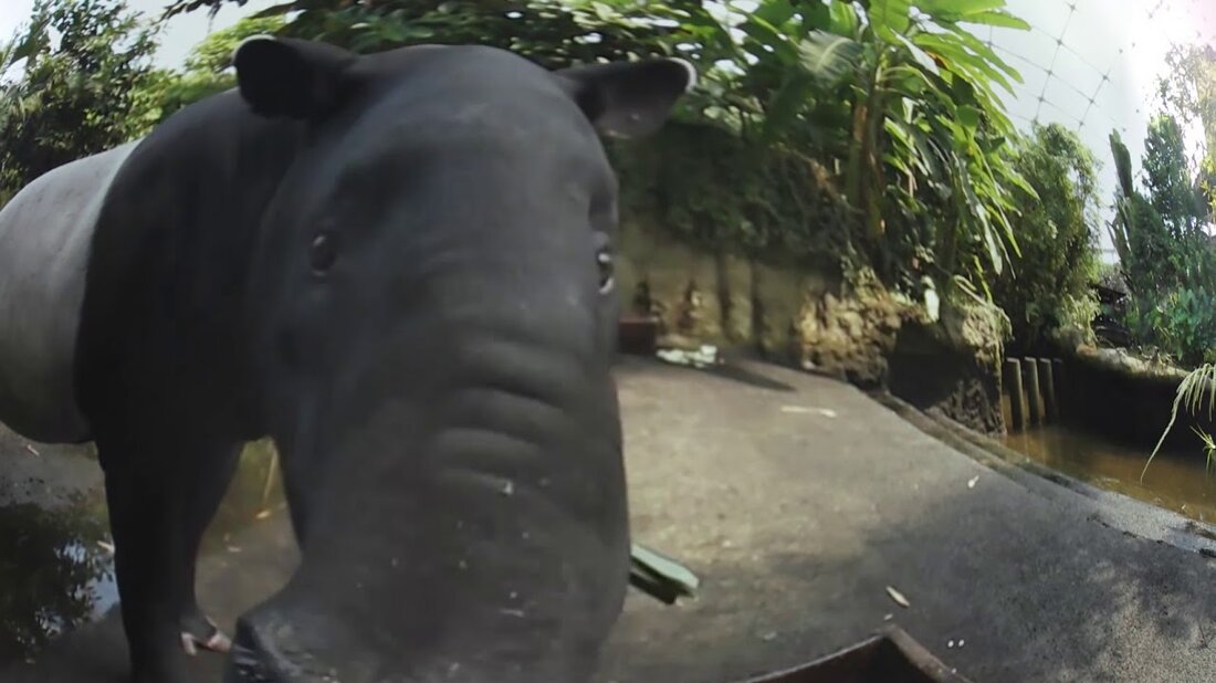 Ungewöhnliche Perspektiven und mittendrin: Elefanten, Tiger & Co haben die Tierwelt mit der 360-Grad-Kamera erkundet. Heute präsentieren wir Teil 2: Ganz nah am Tapir! . Youtube-Link