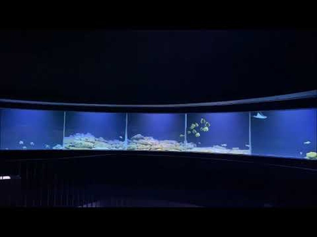 Historisches Aquarium nach Modernisierung wiedereröffnet: Das neue Schmuckstück des historischen Gründergartens ist eröffnet und lädt nun ein, in die außergewöhnliche Vielfalt der Unterwasserwelt einzutauchen. Zoodirektor Prof. Junhold, gemeinsam mit Oberbürgermeister Burkhard Jung und Kulturbürgermeisterin Dr. Skadi Jennicke die Eröffnung des traditionsreichen Aquariums, dessen Existenz mit über 112 Jahren Zoogeschichte verbunden ist. Der Umbau und die Sanierung des Aquariums für 12,5 Millionen Euro wurde zwischen 2019 und 2021 im Rahmen des Masterplans für den Zoo der Zukunft umgesetzt. Der Verein der Freunde und Förderer sicherte dem Zoo von Anfang an seine finanzielle Unterstützung zu. „In dieser herausfordernden Zeit der Pandemie haben …