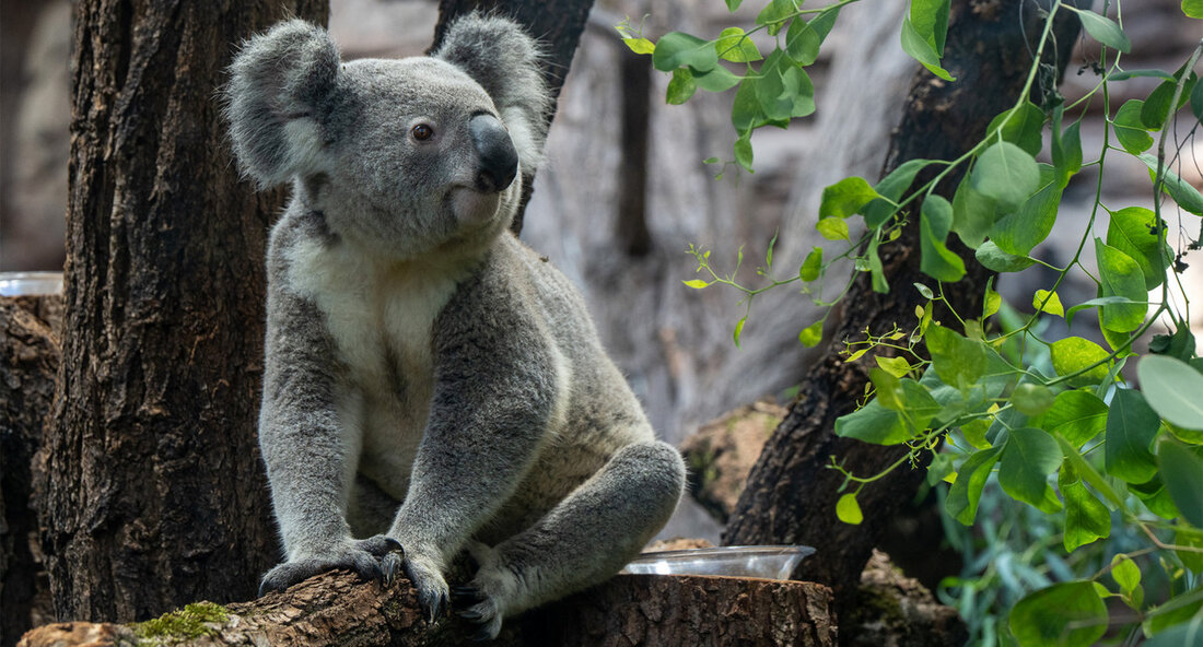 Die Terra Australis in der Wilhelma: Neue Heimat für australische Tiere Stuttgart &#8211; Die Terra Australis in der Wilhelma wurde offiziell eröffnet. Bei der feierlichen Zeremonie waren der Finanzminister Dr. Danyal Bayaz, der Wilhelma-Direktor Dr. Thomas Kölpin und der Vorsitzende der Wilhelmafreunde Prof. Georg Fundel anwesend. Die neue Attraktion beheimatet elf Tiere aus Australien, darunter Koalas und kleine Kängurus. Finanzminister Bayaz betonte in seiner Eröffnungsrede die Bedeutung der neuen Anlage: &#8222;Die Wilhelma ist um eine weitere Attraktion reicher. Die Koalas haben großes Starpotenzial, denen werden die Herzen zufliegen. Sie sind allerdings auch durch den Klimawandel zunehmend bedroht, ihr Lebensraum geht &hellip;