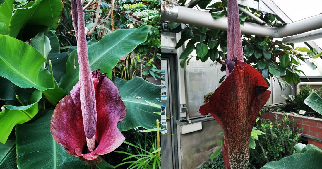 Die tropische Pflanze treibt im Gewächshaus gerade ihre riesige Blüte aus und ist bereits jetzt über 1,70 Meter hoch. Zwischen dem 15. und dem 17. Februar 2023 wird sie voll erblühen. Die Teufelszunge stammt ursprünglich aus Südostasien und gehört zur Gattung der Titanwurze innerhalb…