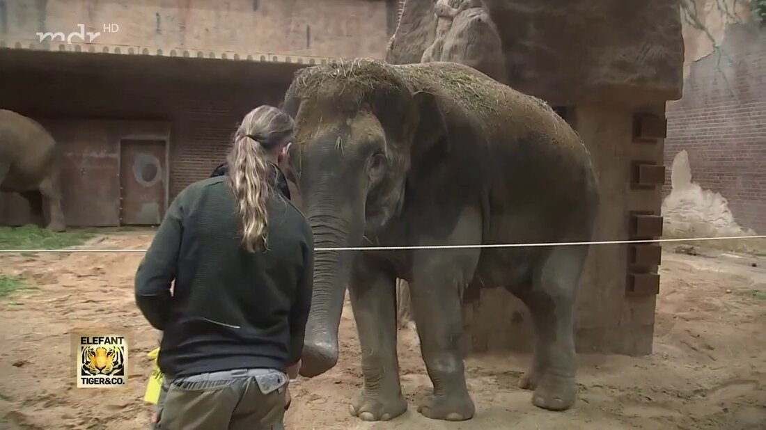 Der Elefant Thura ist am Dienstag im Leipziger Zoo gestorben. Die 47-jährige Thura hatte bereits in den vergangenen Tagen einen schlechten Eindruck hinterlassen und hatte keine guten Blutwerte. Doch bei Thomas Günther im Elefantenhaus liegen Traurigkeit und Freude nah beieinander – denn Thuras Tochter Rani erwartet bald Nachwuchs. . Youtube-Link