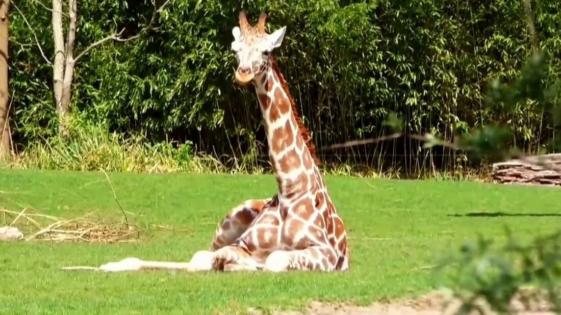 Giraffen, Zebras, Nashörner und immer ganz niedliche Vögel sind im idyllischen Rosental in Leipzig durch das große Fenster im Leipziger Zoo zu sehen&#8230; Youtube-Link