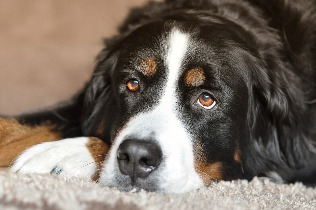 Im Leipziger Tierheim in Breitenfeld ist derzeit Ausnahmezustand. Alle Räume und Gehege sind voll von Tieren, die auf ein neues Zuhause warten. In diesem Jahr wurden bereits rund 650 Tiere aufgenommen, aber nur 150 bis 180 konnten vermittelt werden. Es handelt sich dabei um Hunde, Katzen, Kaninchen, Meerschweinchen, Sittiche, Schildkröten und Schlangen. Einige Tiere werden nun im Steckbrief vorgestellt. Der wachsame German Boy: German Boy ist ein Kangal-Hirtenhund und lebt seit zwei Jahren im Tierheim. Er ist drei bis vier Jahre alt und sucht viel Kontakt zu Menschen. Allerdings ist er kein Kuscheltier, sondern ein wachsamer Hund, der sein Revier …