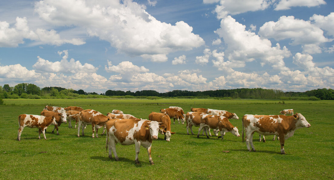 Gemeinsamer Antrag: Überarbeitung der Prüfergebnisse bis September 2024 möglich Das Ministerium für Ländlichen Raum und Verbraucherschutz (MLR) empfiehlt Landwirten, die Prüfergebnisse zum Gemeinsamen Antrag in FIONA regelmäßig zu überprüfen und gegebenenfalls zu bearbeiten. Bis zum 30. September 2024 können erforderliche Änderungen sanktionsfrei und ohne Verspätungs- oder Verfristungsabzug vorgenommen werden. Die Prüfergebnisse sind in der Anwendung "Flächeninformation und Online-Antrag" (FIONA) unter "Prüfen & Fehlerprotokoll" abrufbar. Zur Unterstützung stellt das MLR das Infoblatt "Hinweise zur Bearbeitung von Fehlern und Hinweisen in FIONA bis zum 30. September" bereit. Erforderliche Änderungen der Antragsdaten können bis zum genannten Datum sanktionsfrei vorgenommen werden, einschließlich Änderungen an …