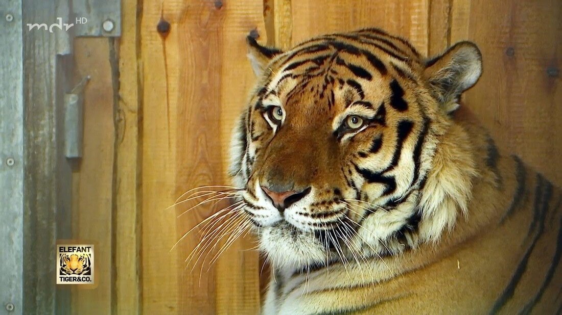Tiger Aljoscha kommt aus dem Hannover Adventure Zoo nach Leipzig. Seine anderthalbjährigen Kinder sitzen dort mitten in der Pubertät fest. Jetzt ist es zu eng für die ganze Familie zu Hause und Aljoscha macht einen Kurzurlaub im Leipziger Zoo …. Youtube-Link