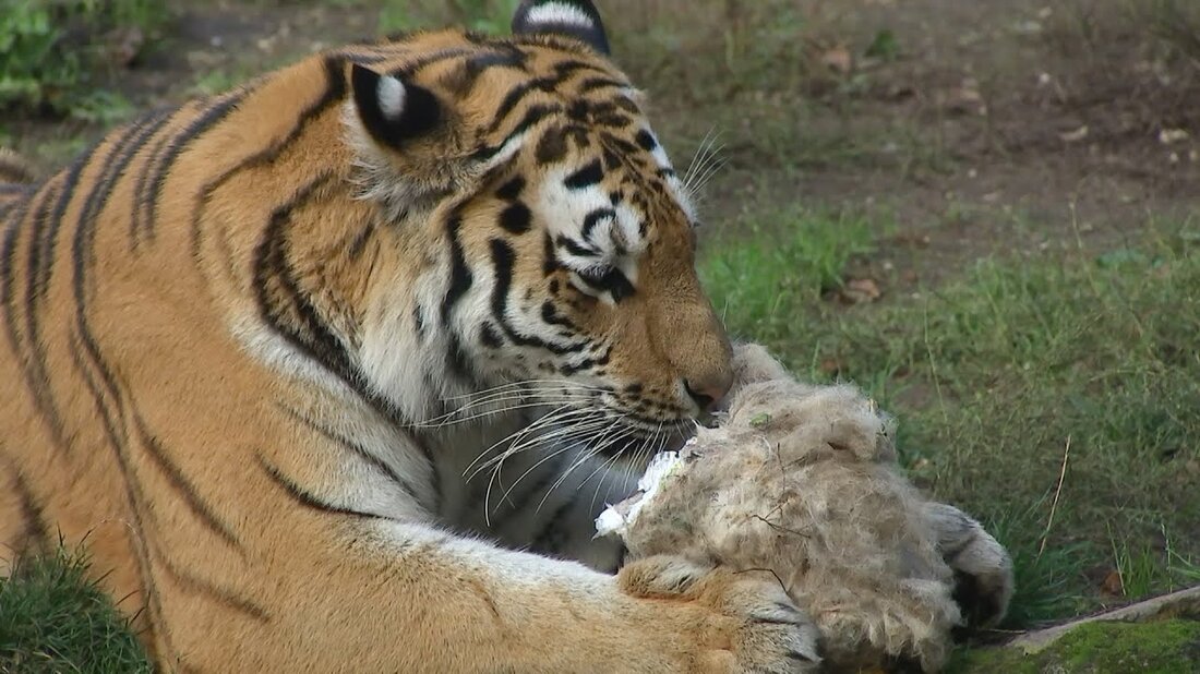 Pikas leben in Steppen, offenem Grasland und leben immer noch bei Steffen Tucholski im Zoo Leipzig. Nachdem seine Schneeleoparden die selbstgemachten, schielenden „Wollhasen“ verschmäht haben, soll nun der Jagdinstinkt des Tigers geweckt werden. Ob Bella und Akina Lust auf Pika-Jagd haben… https://www.mdr.de/elefanttigerundco/index.html https://www.facebook.com/elefanttigerundco . Youtube-Link