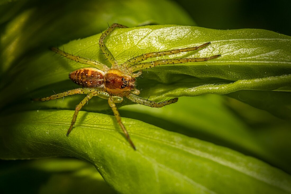 Der Bezirksstadtrat für Ordnung, Umwelt, Natur, Straßen und Grünflächen, Christopher Schriner, gab bekannt, dass im Moabiter Stadtgarten ein weiterer Tiny Forest entstehen wird. Tiny Forests sind kleine Wälder auf öffentlichen Flächen, die dazu dienen, das städtische Klima zu verbessern, die Luftqualität zu steigern und die Biodiversität zu fördern. Das Projekt wird vom Kiezwald e.V. in Zusammenarbeit mit dem Zentrum für Kunst und Urbanistik und dem Straßen- und Grünflächenamt Mitte umgesetzt. Die vorbereitenden Bodenarbeiten für den Tiny Forest auf einer Fläche von 115 Quadratmetern sind bereits abgeschlossen. In den kommenden Monaten werden Workshops und Partizipationsangebote für die Nachbarschaft angeboten, um die …