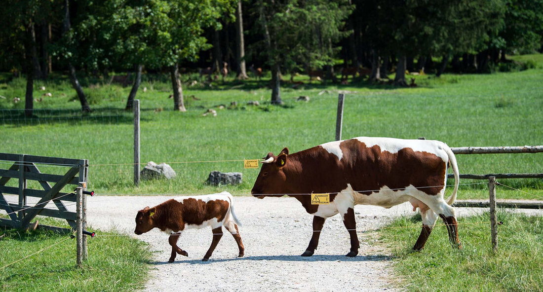 In der Gemeinde Dachsberg im Landkreis Waldshut wurde ein verletztes Kalb gemeldet. Ein Wolf als Ursache kann weder ausgeschlossen noch bestätigt werden. Dazu werden Abstrichproben untersucht. Des Forstliche Versuchs- und Forschungsanstalt (FVA) Am 23.04.2022 wurde in Freiburg ein verletztes Kalb gemeldet. Das Kalb ist 2,5 Monate alt und wurde inzwischen medizinisch versorgt. Der Fall ereignete sich in der Gemeinde Dachsberg im Landkreis Waldshut. Es wird angenommen, dass das Kalb von einem anderen Tier verletzt wurde; ein Angriff durch einen Wolf kann nicht ausgeschlossen werden. Dachsberg ist dabei Fördergebiet Wolfsprävention im Schwarzwald. Die Situation wurde von der FVA untersucht. Von den …