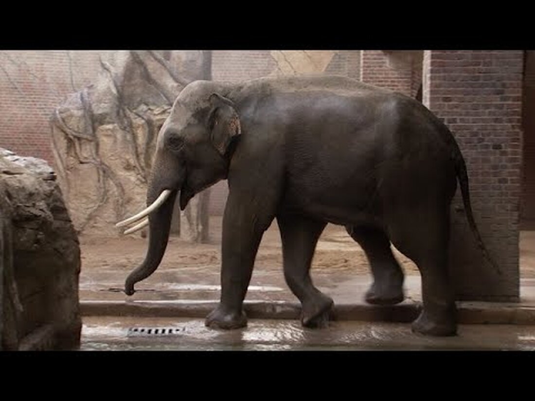 David Geers und Denny Geyer trainieren im Falle einer medizinischen Behandlung regelmäßig mit dem Elefantenbullen Voi Nam im Leipziger Zoo. Voi Nam erweist sich als fügsamer Student, der Herausforderungen liebt. https://www.mdr.de/elefanttigerundco/index.html https://www.facebook.com/elefanttigerundco/. Youtube-Link