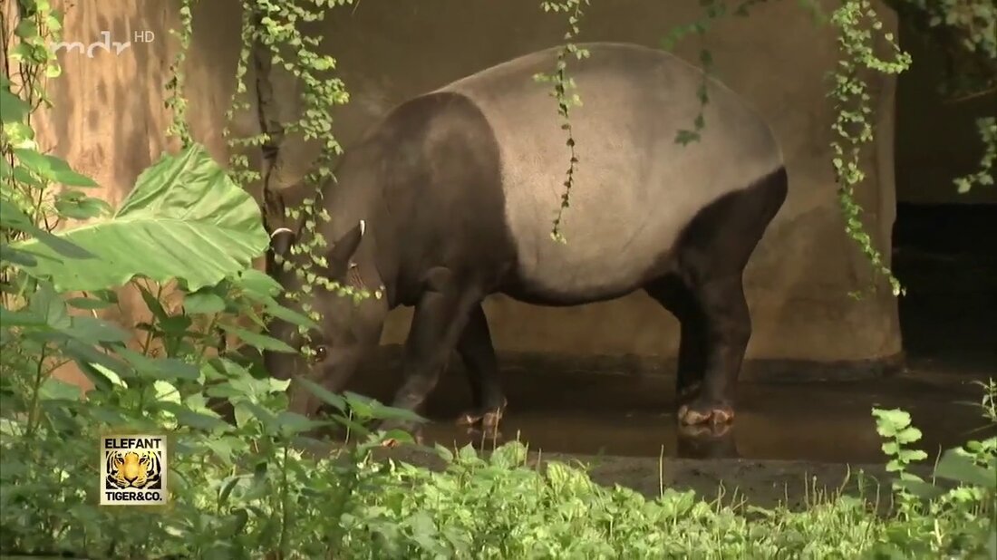 Bedrückende Leere im Tapirstall des Leipziger Zoos – der kleine Schwarzrückentapir ist zehn Tage nach seiner Geburt unerwartet an einer Jungtierinfektion gestorben. https://www.mdr.de/elefanttigerundco/index.html https://www.facebook.com/elefanttigerundco/. Youtube-Link