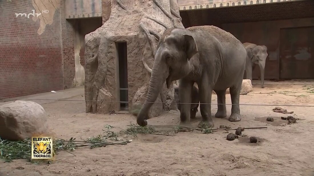 Im Elefantentempel des Leipziger Zoos herrscht tiefe Trauer. Der jüngste Nachwuchs, Ben Long, musste eingeschläfert werden. Der im Februar geborene kleine Bulle hatte in den vergangenen Wochen stark an Gewicht verloren. Zudem lagen seine Leberwerte trotz intensivmedizinischer Betreuung in einem kritischen Bereich. https://www.facebook.com/elefanttigerundco/. Youtube-Link
